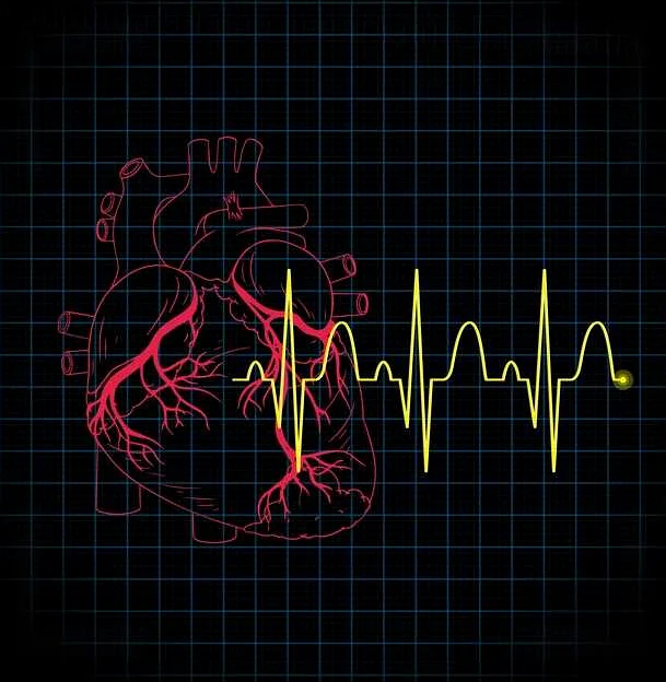 Где находится аорта в сердце: анатомия и функции
