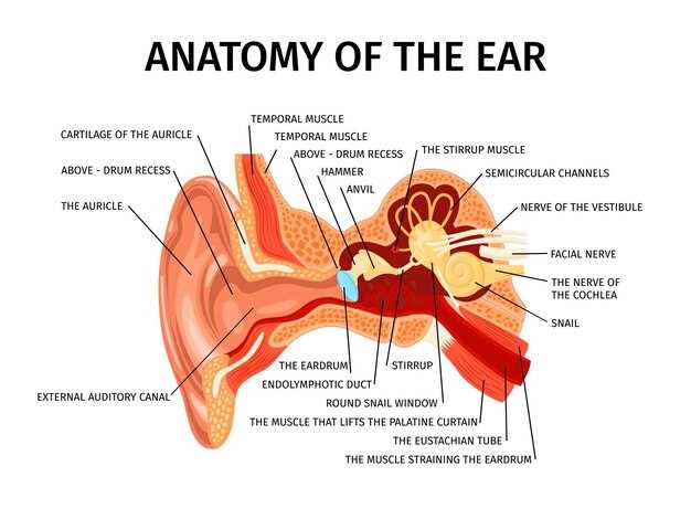 Внешнее ухо, барабанная перепонка и среднее ухо: первые этапы слухового анализа