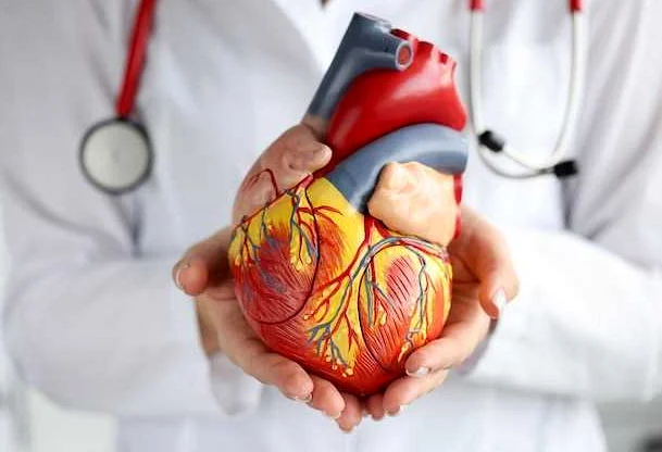 Распределение коронарных артерий в сердце